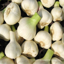 5-5.5cm Frischer Knoblauch Normaler weißer Knoblauch